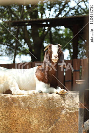 Farm Animal Life Farm Animal Life 118438759
