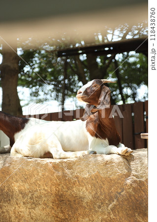Farm Animal Life Farm Animal Life 118438760