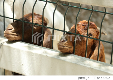Farm Animal Life 118438802