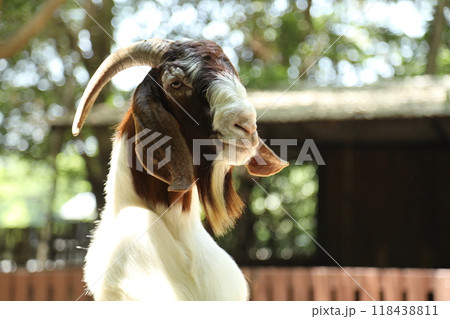 Farm Animal Life Farm Animal Life 118438811