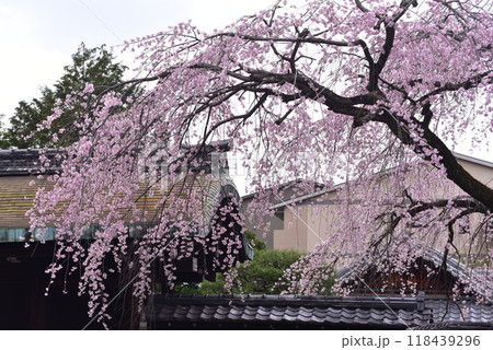 満開になったシダレザクラ　有栖川宮旧邸 118439296
