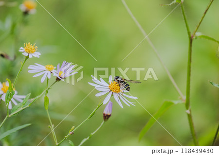 フタホシヒラタアブとゴマナの花 フタホシヒラタアブとゴマナの花 118439430