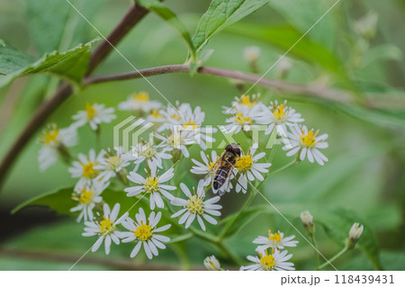 フタホシヒラタアブとゴマナの花 118439431