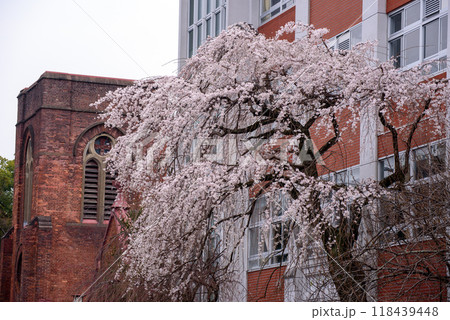 レンガ造りの教会と満開になった桜 レンガ造りの教会と満開になった桜 118439448