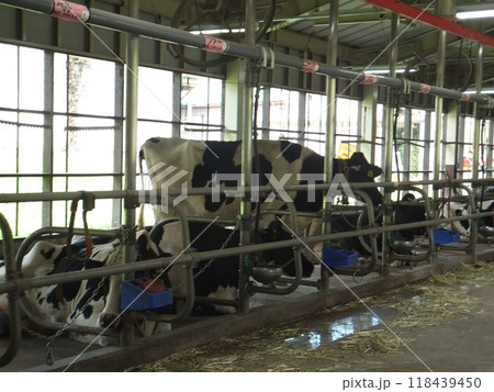 牛舎の牛 118439450