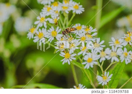 シマハナアブとゴマナの花 シマハナアブとゴマナの花 118439788