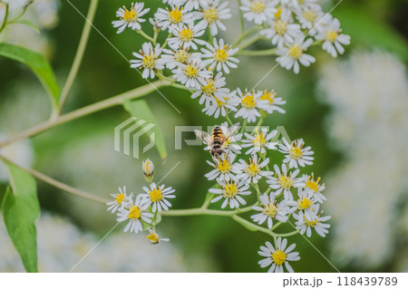 シマハナアブとゴマナの花 シマハナアブとゴマナの花 118439789