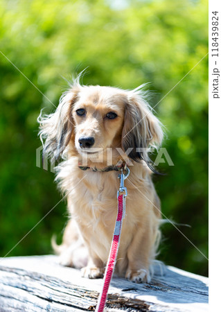 公園で散歩するダックスフンド 公園で散歩するダックスフンド 118439824