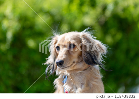 公園で散歩するダックスフンド 118439832