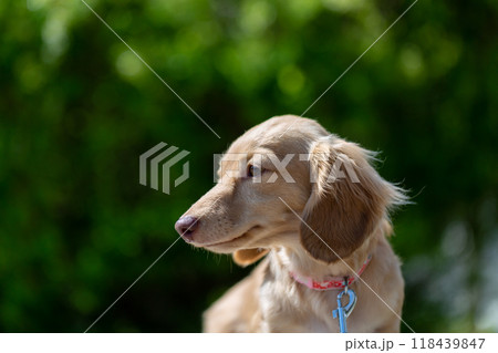 公園で散歩するダックスフンド 公園で散歩するダックスフンド 118439847