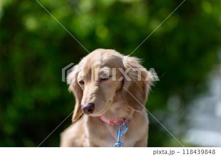 公園で散歩するダックスフンド 118439848