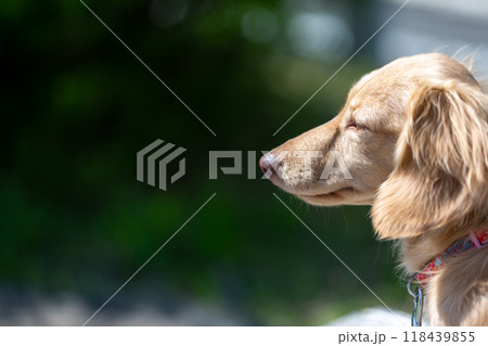 公園で散歩するダックスフンド 118439855