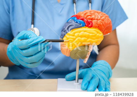 Asian doctor holding brain anatomy model for study diagnosis and treatment in hospital, Alzheimer disease. 118439928
