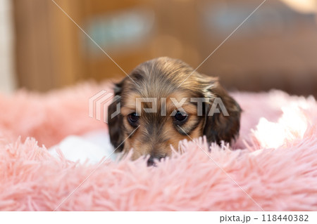 カニンヘンダックスの仔犬 118440382