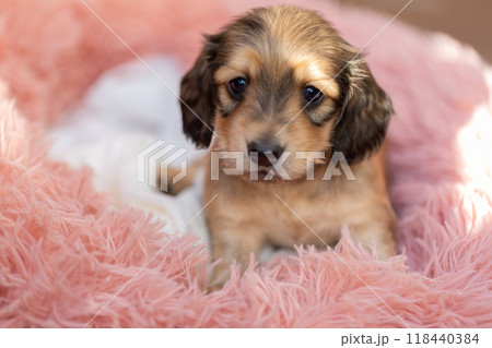 カニンヘンダックスの仔犬 118440384