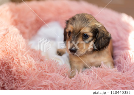 カニンヘンダックスの仔犬 118440385