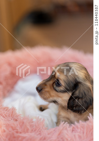 カニンヘンダックスの仔犬 カニンヘンダックスの仔犬 118440387