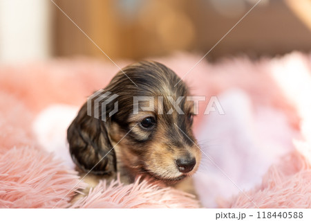 カニンヘンダックスの仔犬 カニンヘンダックスの仔犬 118440588