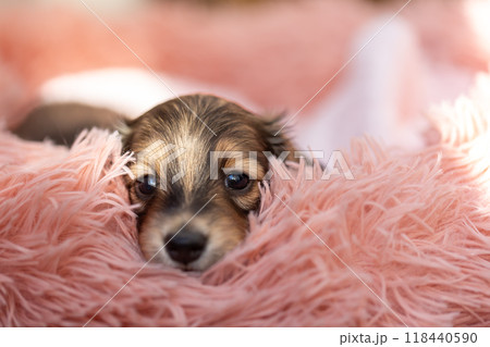 カニンヘンダックスの仔犬 118440590