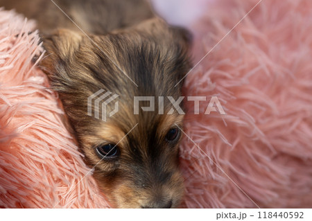 カニンヘンダックスの仔犬 カニンヘンダックスの仔犬 118440592