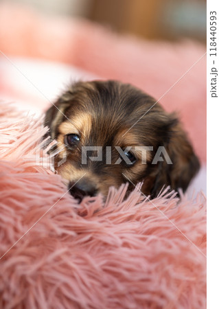 カニンヘンダックスの仔犬 カニンヘンダックスの仔犬 118440593