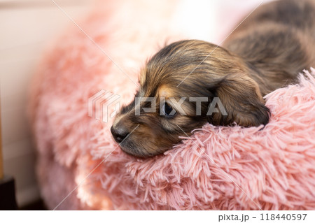 カニンヘンダックスの仔犬 カニンヘンダックスの仔犬 118440597