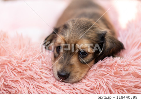 カニンヘンダックスの仔犬 118440599