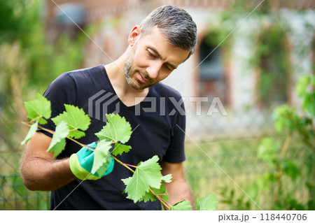Handsome male winegrower working in his vineyard Handsome male winegrower working in his vineyard 118440706