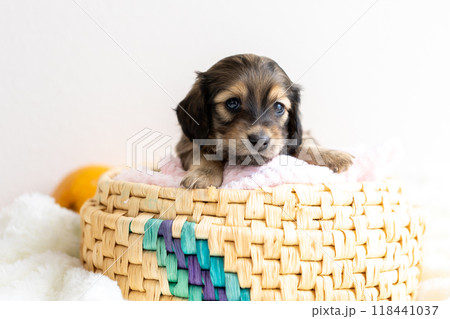 カニンヘンダックスの仔犬 カニンヘンダックスの仔犬 118441037