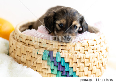 カニンヘンダックスの仔犬 118441040