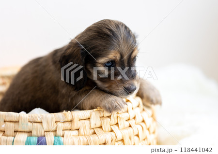 カニンヘンダックスの仔犬 カニンヘンダックスの仔犬 118441042