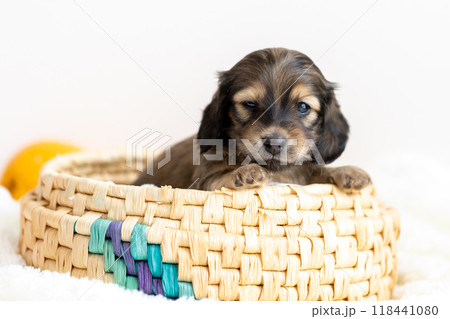 カニンヘンダックスの仔犬 カニンヘンダックスの仔犬 118441080