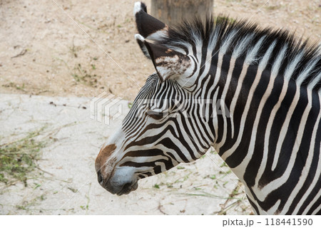 Burchell Zebra, Equus quagga, Head Close up Burchell Zebra, Equus quagga, Head Close up 118441590