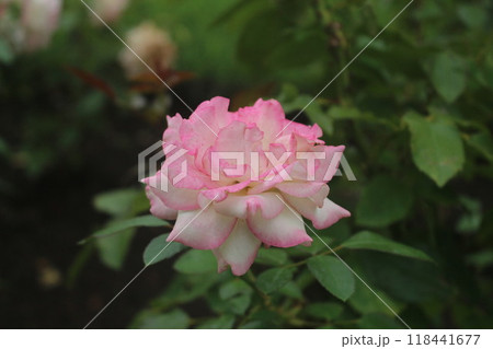 薔薇(ほのか) 薔薇(ほのか) 118441677