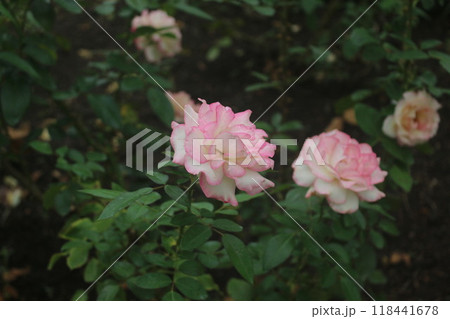 薔薇(ほのか) 薔薇(ほのか) 118441678