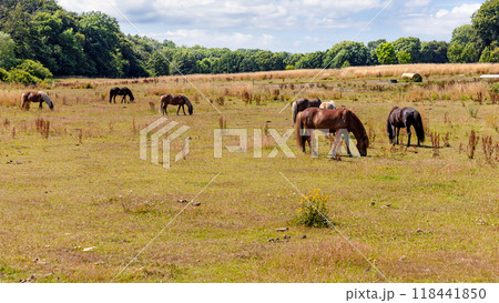 Landscape with animals. Thoroughbred horses graze in a pasture or meadow. Landscape with animals. Thoroughbred horses graze in a pasture or meadow. 118441850