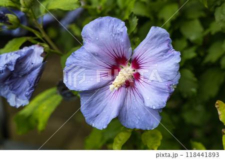Beautiful hibiscus bush with blue flowers in the garden Beautiful hibiscus bush with blue flowers in the garden 118441893