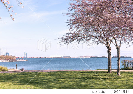 Cherry Blossom in Langelinie park on a beautiful spring day. Sakura festival in Copenhagen 118441935