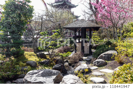 Garden in Japanese style with a gazebo and cherry blossoms. 118441947