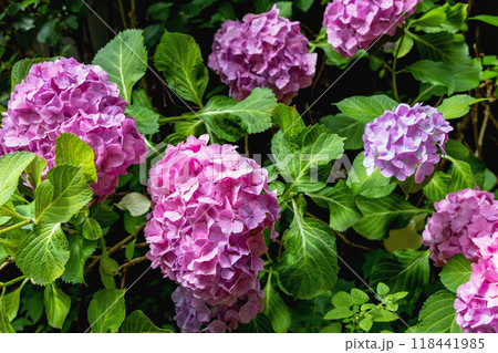 Background with a beautiful flowering bush with hydrangea flowers 118441985