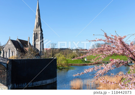 Cherry Blossom in Langelinie park on a beautiful spring day. Sakura festival in Copenhagen 118442073