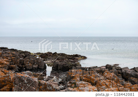 Rocky seashore. Stones covered with yellow and green moss and cloudy sky. 118442081