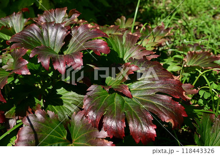 ムクデニア　カラスバ（ユキノシタ科） 118443326