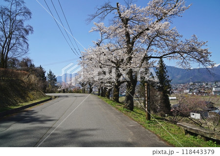 千国街道(塩の道)から眺める満開の桜と北アルプス、大町市の田園風景 大町市市民の森付近 千国街道(塩の道)から眺める満開の桜と北アルプス、大町市の田園風景 大町市市民の森付近 118443379
