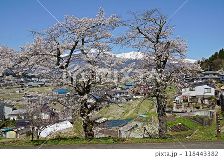 千国街道（塩の道）から眺める満開の桜と北アルプス、大町市の田園風景　大町市市民の森付近 118443382