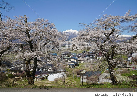 千国街道（塩の道）から眺める満開の桜と北アルプス、大町市の田園風景　大町市市民の森付近 118443383