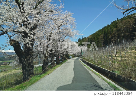 千国街道（塩の道）から眺める満開の桜と北アルプス、大町市の田園風景　大町市市民の森付近 118443384