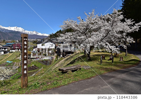 千国街道（塩の道）から眺める満開の桜と北アルプス、大町市の田園風景　大町市市民の森付近 118443386