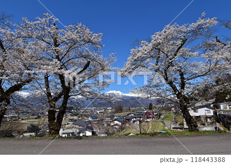 千国街道（塩の道）から眺める満開の桜と北アルプス、大町市の田園風景　大町市市民の森付近 118443388