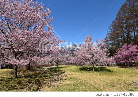 大町市民の森　満開の桜と北アルプス 118443390